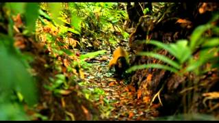 Amazonia 2013  Trailer [upl. by Assilanna]