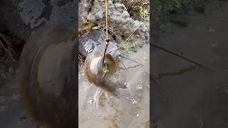 Big Catfish Catching By Hook amazing fishvideo bigfish shorts [upl. by Ahseik]