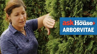 All About Arborvitaes  Ask This Old House [upl. by Schulman]