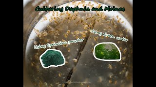 How To Culture Daphnia and Moinas using Green Water Spirulina powder [upl. by Ettennor]