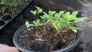 How to grow persimmons from seed [upl. by Seidler694]