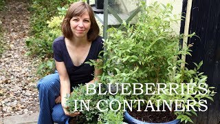 The challenges of growing blueberries in containers [upl. by Ardeen]