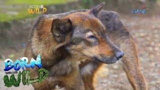 Born to be Wild Canine Distemper outbreak in Camiguin Norte [upl. by Harshman]