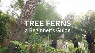 How to look after Tree Ferns  Grow at Home  RHS [upl. by Balthasar935]