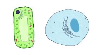 Specialised Cells [upl. by Angid]