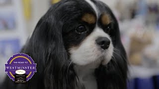 Best of Breed Minute Cavalier King Charles Spaniel [upl. by Ynoffit322]