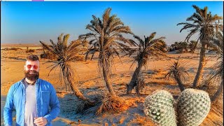 Desert Plants and Adaptations  Learning Made Fun [upl. by Lundin377]