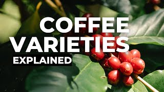 Coffee Varieties Arabica [upl. by Einnaj921]