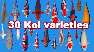 30 Koi Fish varieties types and characteristics [upl. by Ahsuat]