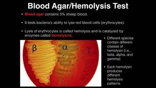 Microbiology HemolysisBlood Agar [upl. by Sheba]