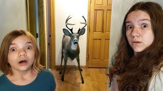 DEER IN OUR HOUSE [upl. by Oreves]