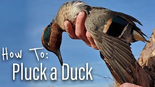 How To Clean Ducks  The Easy Way Wingmen Hunting [upl. by Lilias]