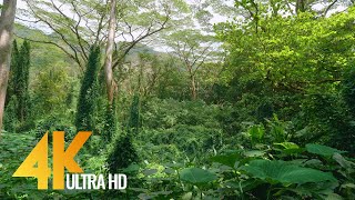 4K Tropical Rainforest  5 HOURS Birds Chirping in the Woods  Oahu Island Hawaii [upl. by Pineda]