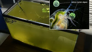 Raising Daphnia for the Freshwater Aquarium [upl. by Huntley359]