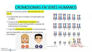 LOS CROMOSOMAS EN SERES HUMANOS [upl. by Gawain579]