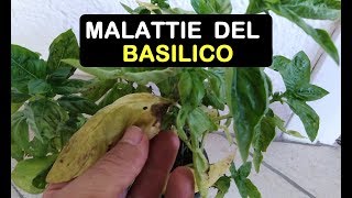 LE MALATTIE DEL BASILICO [upl. by Dudley]