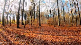 Waldspaziergang Waldlauf virtual Jogging Sonnenschein durch den herbstlichen Wald Waldgeräusche [upl. by Htiaf136]