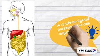 1ST2S Anatomie du tube digestifintroduction [upl. by Derzon]