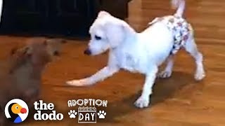 This Puppy Mill Dog Is Finally About To Get A Family  The Dodo Adoption Day [upl. by Philipa31]