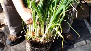 HGV How to grow Shallots in pots Green Onions in buckets Plant 4 harvest 25 Start to finish [upl. by Adnauq]