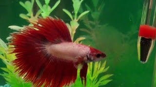 Watch A Male Betta Fighting Fish Show Off [upl. by Greer]