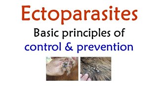 Ectoparasites  Basic principles of Control amp Prevention by  DrMLGatne  RetdProfessor [upl. by Addy]