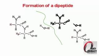 Amino Acids 4 Formation of a Dipeptide [upl. by Ylicec]