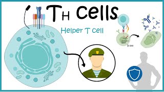 Helper T cells  Th cell development differentiation and function [upl. by Jarad]