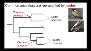 Understanding Phylogenetic Trees [upl. by Sevik]