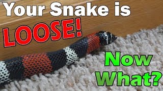 What to do if your Snake Escapes [upl. by Onailimixam]