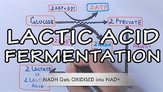 Lactic Acid Fermentation  Detailed [upl. by Pitts]