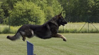 German Shepherd Dog  The main 3 types of working line GSDs [upl. by Bunch]