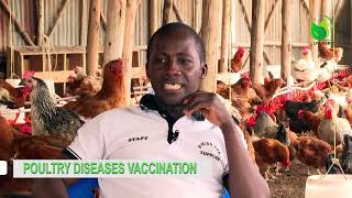 Gumboro Disease IBD Symptoms in Chicken POULTRY DISEASES [upl. by Elcin22]