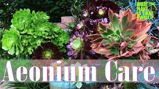 AEONIUM TOUR  How to Care for and Propagate this Amazing Plant [upl. by Ojoj]