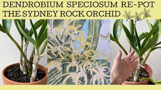 Repotting a hopefully Dendrobium Speciosum a spectacular native Australian orchid [upl. by Enyawal]