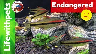 Endangered Fish Denison Barb [upl. by Nitsrik541]