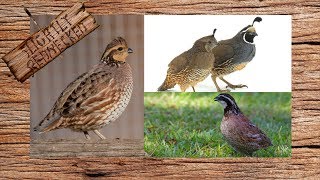 What Type Of Quail Should You Raise [upl. by Rosina140]