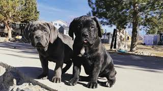 Cane Corso Puppy to 1 year old [upl. by Adnwahsor]