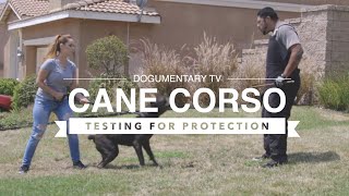 CANE CORSO PROTECTION TESTING THE BREED [upl. by Alahsal]