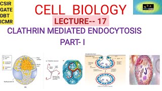 CELL BIOLOGY CLATHRIN MEDIATED ENDOCYTOSIS  CSIR  GATE  DBT ICMR [upl. by Ahsad]