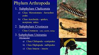 Biology 182 Arthropoda [upl. by Friedland797]