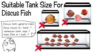 Discus Fish Tank Guide [upl. by Jensen]