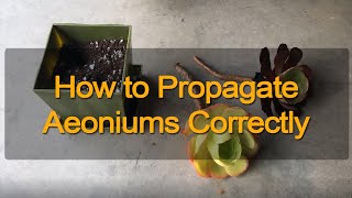 Aeonium and Aeonium Black Rose Stem Propagation [upl. by Nnor]