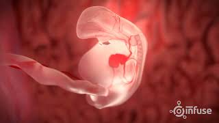 Fetal Development 3D Animation  Infuse Medical [upl. by Anwahsal]