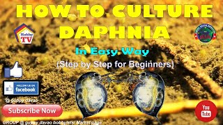 HOW TO CULTURE DAPHNIA In Easy Way [upl. by Etnomal]