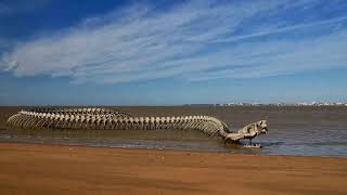 Serpent d’Océan  A Massive Metal Sea Serpent Skeleton on a Beach in France [upl. by Samy]