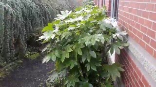 Japanese Aralia  Fatsia japonica [upl. by Rory962]