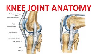 Seated Assisted Knee Flexion Extension [upl. by Thornburg401]