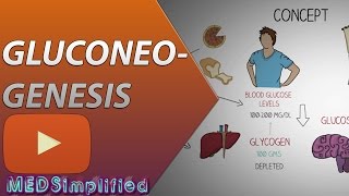 Gluconeogenesis Pathway Made Simple  BIOCHEMISTERY [upl. by Elletsyrc]