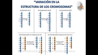 Alteracion Estructura Cromosomas [upl. by Yelrak246]